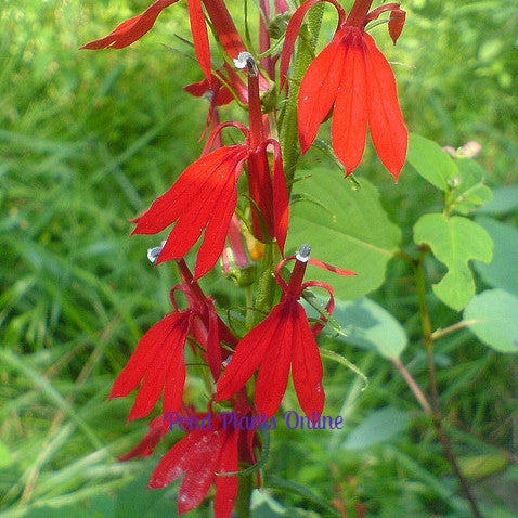 Cardinal Flower