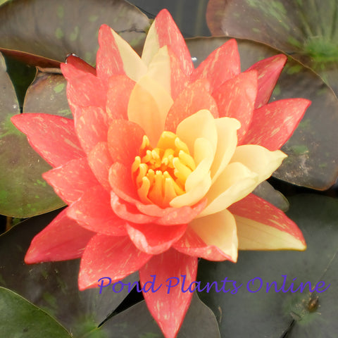 Wanvisa | Hardy Water Lily