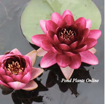 Almost Black Water Lily | Available April 2025