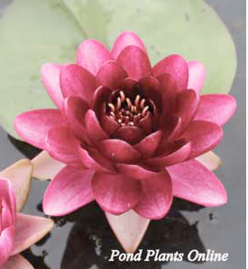 Almost Black Water Lily | Available April 2025