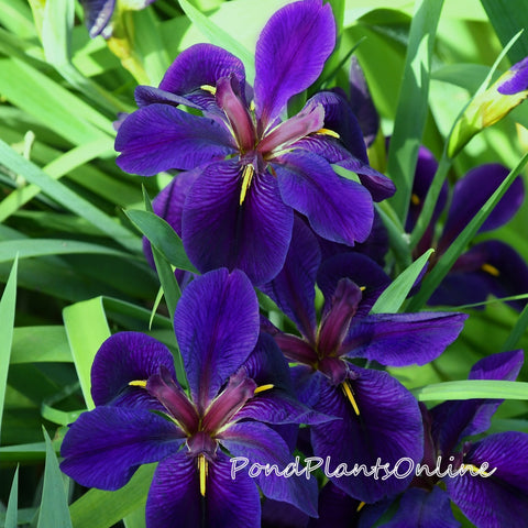 Black Gamecock | Purple Louisiana Iris | Available April 2025