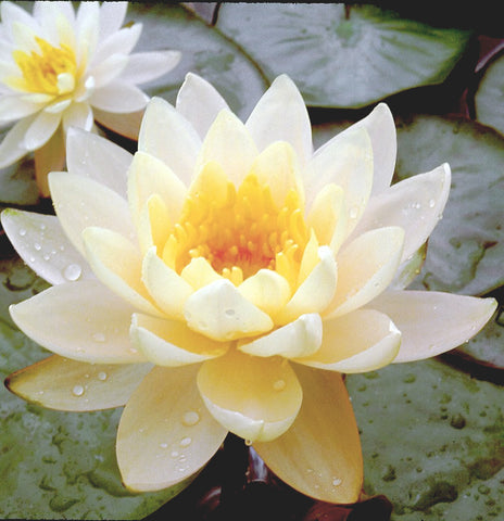 Inner Light | Yellow Hardy Water Lily