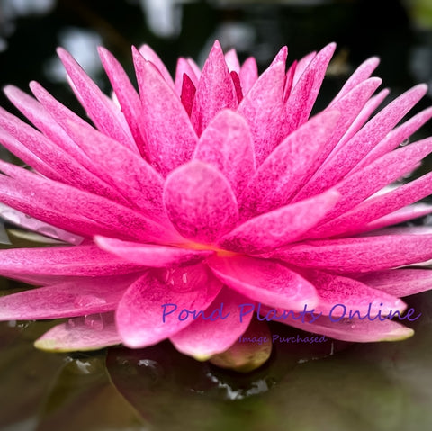 Mahasombut Hardy Water Lily | NEW Hardy Water Lily | Available April 2025