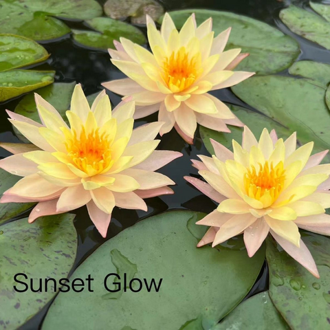 Sunset Glow Hardy Water Lily | NEW Hardy Water Lily