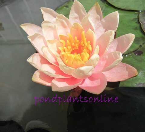 Patio Joe | Peach Hardy WaterLily | Available April 2025