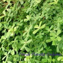 Dwarf Four Leaf Water Clover | Marsilea Minima | Available April 2022