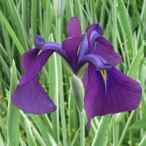 Iris Pond Plants – Pond Plants Online