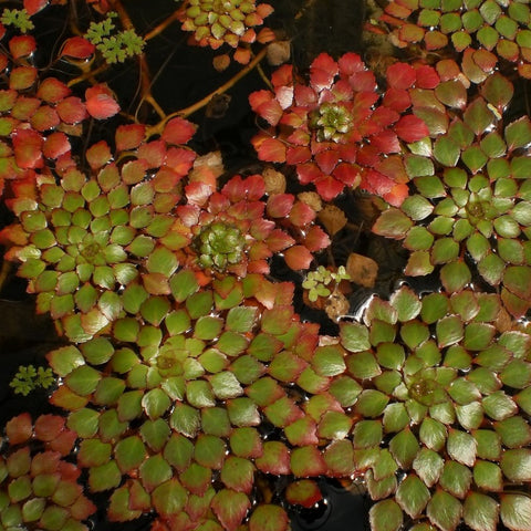 Four Leaf Clover – Marsilea quadrifolia – Water Colors Aquarium Gallery
