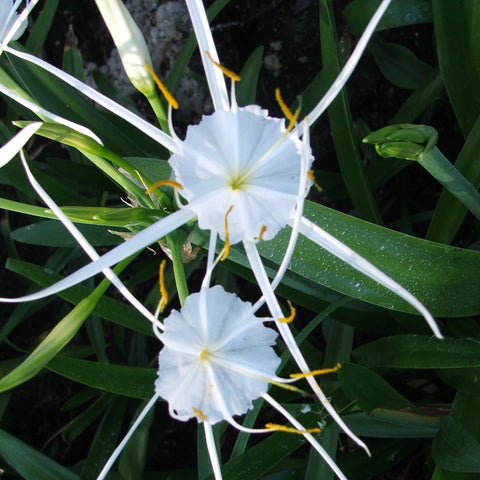 Spider Lily | Hymenocallis liriosme