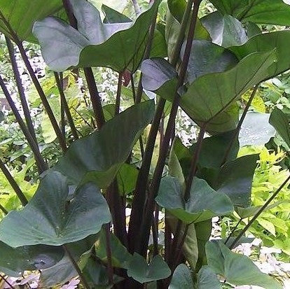 'Tea Cup' Taro | Colocasia Ensculenta