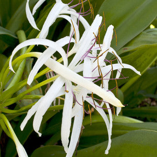 Bog Lily | Crinum americanum