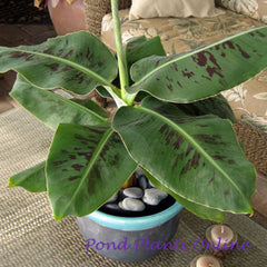 Annual Tropical Bog Plants